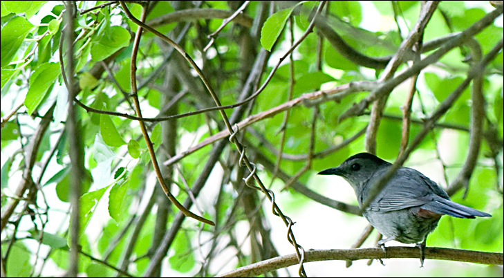 Catbird
